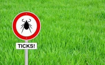 Lyme Disease: 13 Common Myths Exposed from ThinkStock