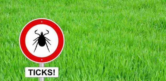 Lyme Disease: 13 Common Myths Exposed from ThinkStock