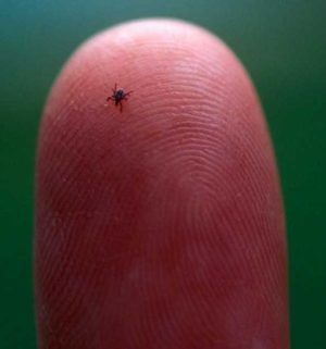 Small Size of Tick from lymedisease.org